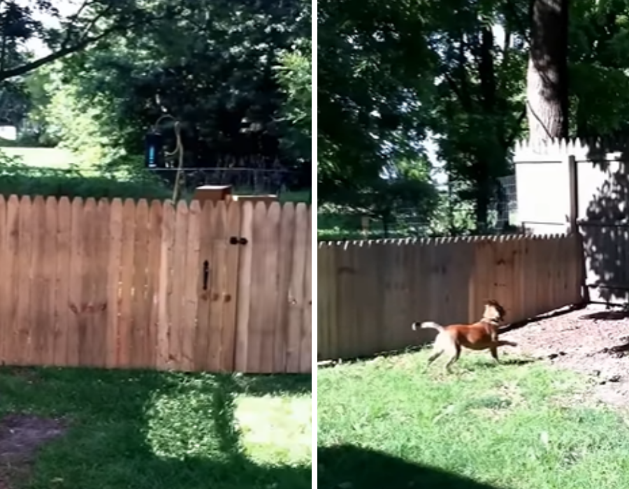 Dad Builds a Tall Fence to Keep His Dog In – But Her Reaction Has the Internet in Tears Laughing!