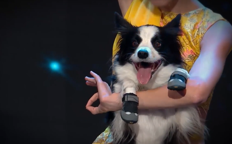 La Chica, el Perro y una Danza que Robó Millones de Corazones